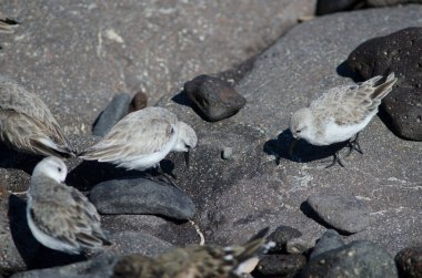 Sanderling, Arinaga sahilinde güzelleşiyor..
