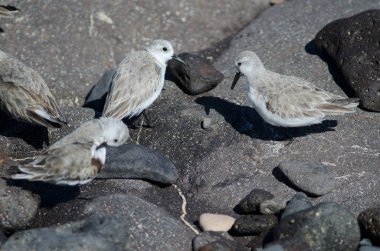 Sanderling Calidris Alba Arinaga sahilinde.