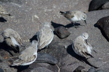 Sanderling Calidris Alba Arinaga sahilinde.