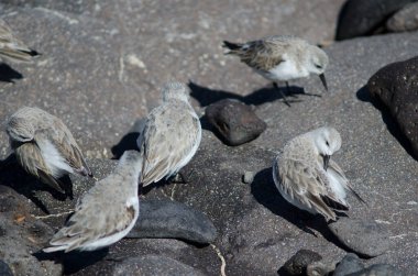 Sanderling Calidris Alba Arinaga sahilinde.