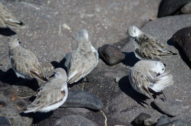 Sanderling Calidris Alba Arinaga sahilinde.