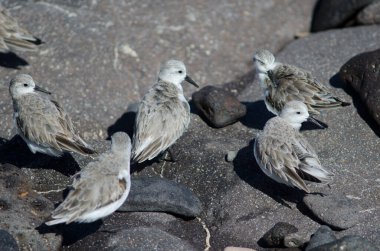 Sanderling Calidris Alba Arinaga sahilinde.