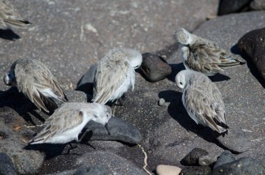 Sanderling Calidris Alba Arinaga sahilinde.