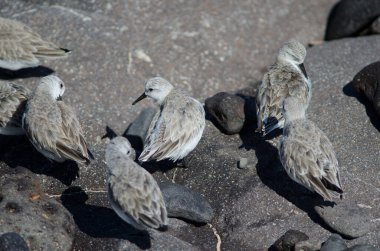 Sanderling Calidris Alba Arinaga sahilinde.