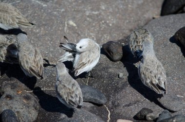 Sanderling Calidris Alba Arinaga sahilinde.