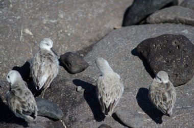 Sanderling Calidris Alba Arinaga sahilinde.