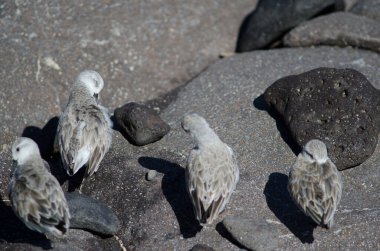 Sanderling Calidris Alba Arinaga sahilinde.