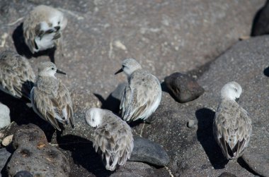 Sanderling Calidris Alba Arinaga sahilinde.