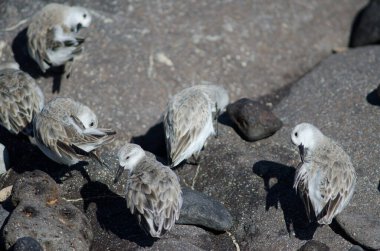 Sanderling Calidris Alba Arinaga sahilinde.