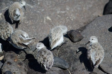 Sanderling Calidris Alba Arinaga sahilinde.