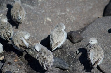 Sanderling Calidris Alba Arinaga sahilinde.