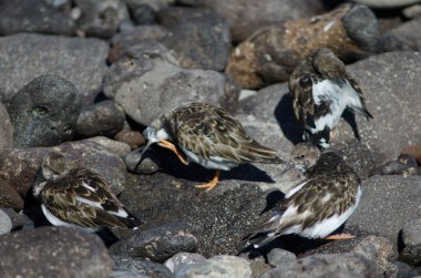 Arenaria Arinaga 'daki lanetli dönüm noktalarını yorumluyor.