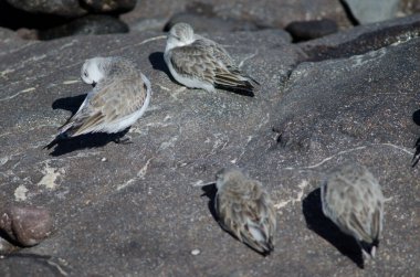 Sanderling Calidris Alba Arinaga sahilinde.