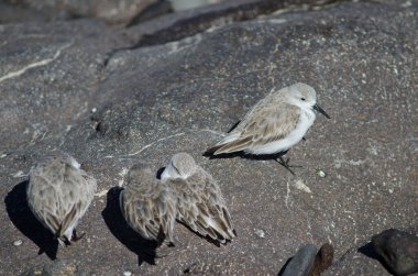 Sanderling Calidris Alba ve lanet parke taşları Arenaria dinlenmeyi yorumluyor.