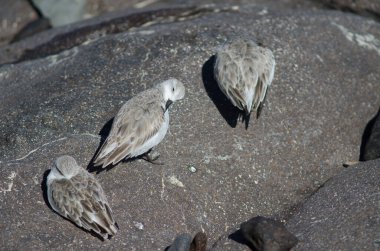 Arinaga 'daki Sanderling Calidris Alba. Aguimes. Büyük Kanarya. Kanarya Adaları. İspanya.