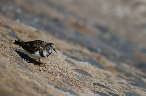 Ruddy Turnstone Arenaria interpres en la costa de Arinaga. — Foto de Stock