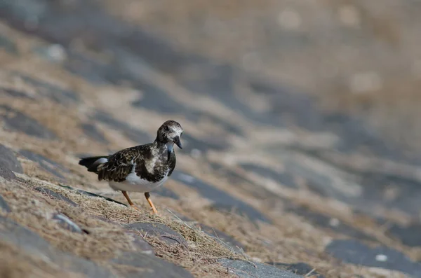 Ruddy Turnstone Arenaria tolmácsolja Arinaga partjainál. — Stock Fotó