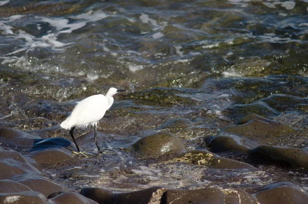 Arinaga海岸的小egret Egretta garzetta. — 图库照片