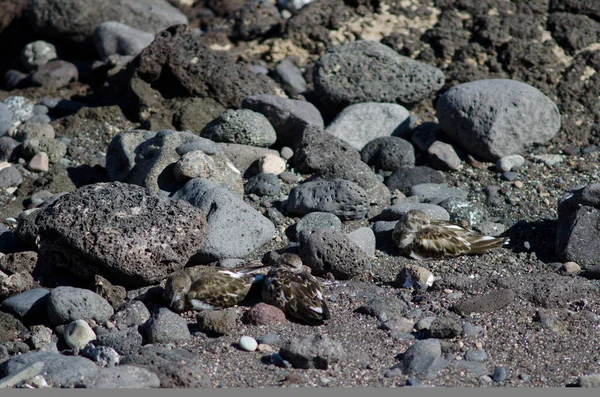 Sanderling Calidris Alba ve Lanetli Dönüm Taşı Arenia yorumluyor. — Stok fotoğraf