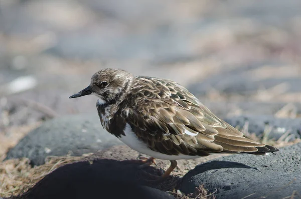 Ruddy turnstone Arenaria interpres in the coast of Arinaga. — Stock Photo, Image