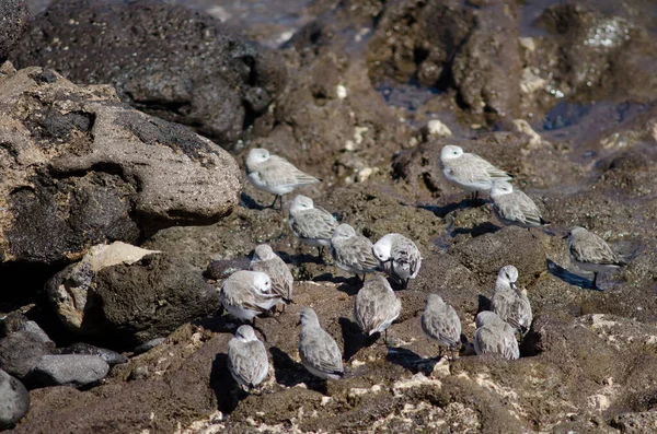 Troupeau de sanderling Calidris alba à Arinaga. — Photo