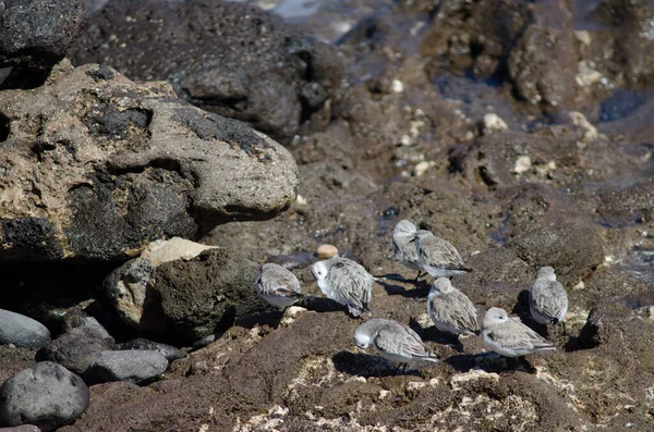 Troupeau de sanderling Calidris alba à Arinaga. — Photo