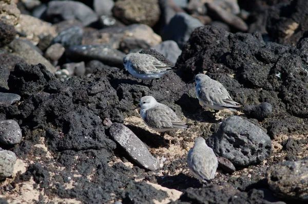 Troupeau de sanderling Calidris alba à Arinaga. — Photo