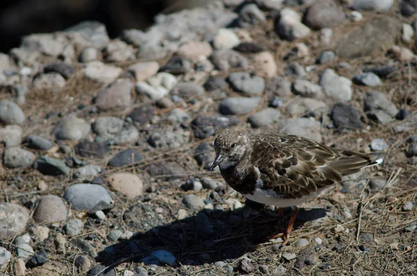 Pedra giratória Ruddy Arenaria interpela na costa de Arinaga. — Fotografia de Stock