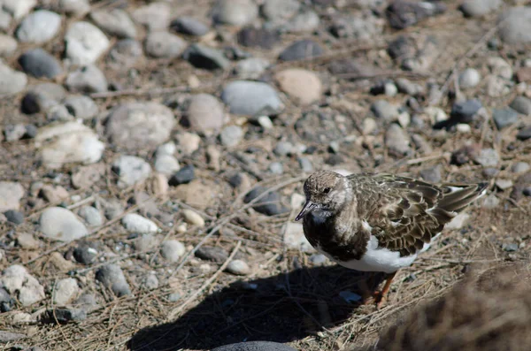 Sanderling Calidris alba in the coast of Arinaga. — Stock Photo, Image