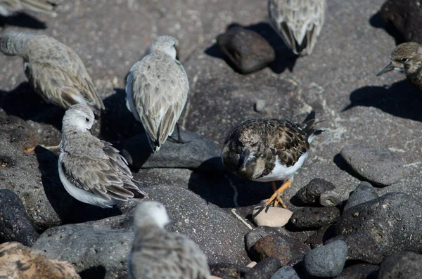 Sanderling Calidris alba sur la côte d'Arinaga. — Photo