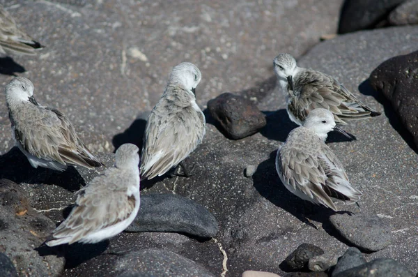 Sanderling Calidris Alba Arinaga sahilinde.