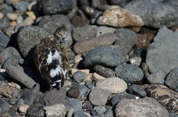 Aragaの海岸にあるSanderling Calidris alba. — ストック写真