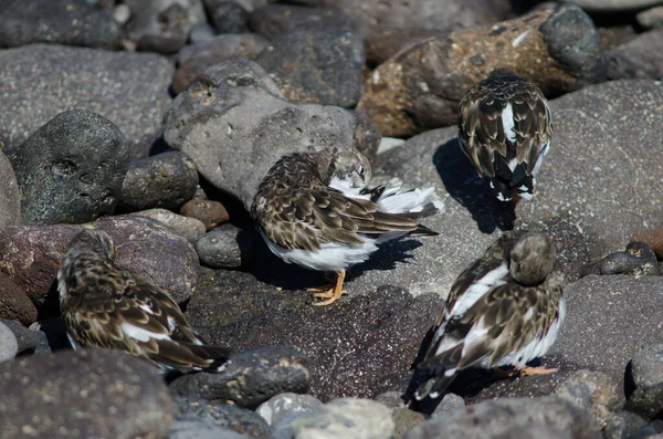 Pierres tournantes rousses Arenaria interprète preening à Arinaga. — Photo