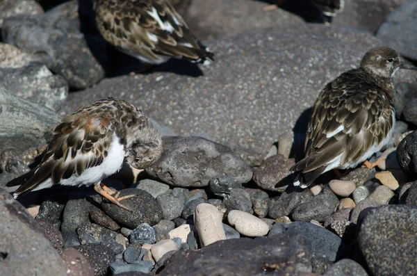 Ruddy Turnstone Arenaria interpretuje pročištění v Arinaga. — Stock fotografie