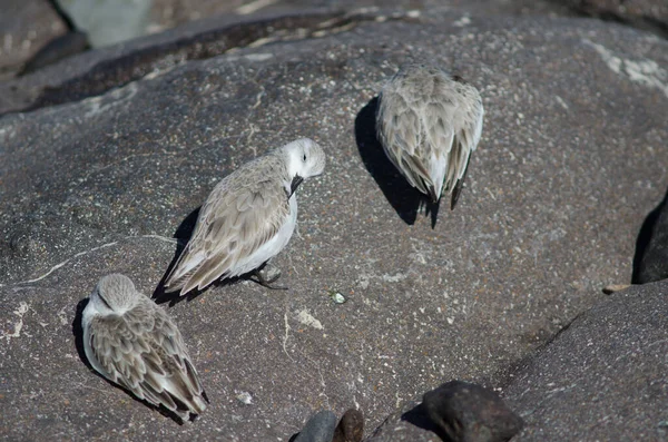 Sanderling Calidris Alba Στην Arinaga Αγκίμ Γκραν Κανάρια Κανάριοι Νήσοι — Φωτογραφία Αρχείου