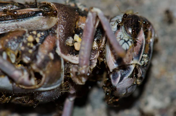 Hormigas sobre una langosta muerta del desierto Schistocerca gregaria. — Foto de Stock