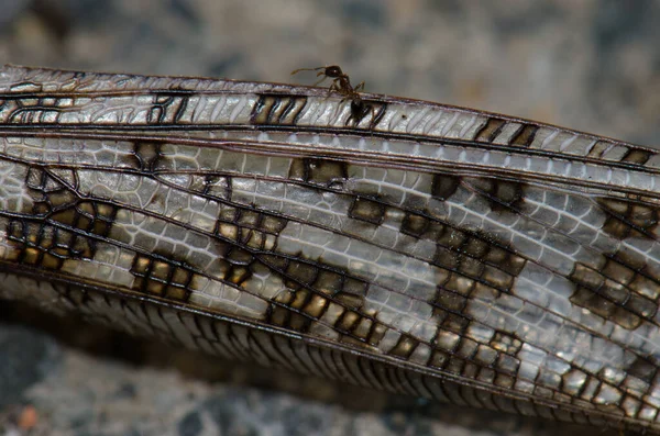 Ameise auf dem Flügel einer toten Wüstenheuschrecke. — Stockfoto