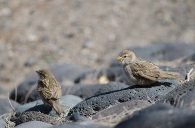 İspanyol serçesi Arinaga 'da Hispaniolensis' ten geçiyor..