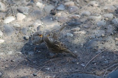 Dişi İspanyol serçesi yavrularını besliyor.
