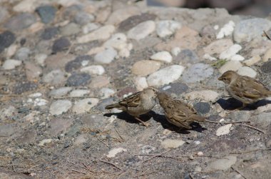 Dişi İspanyol serçesi yavrularını besliyor.