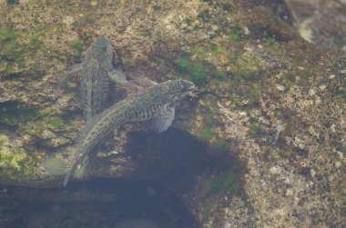 Havuzda Parablennius Parvicornis kayaları harmanlıyor..