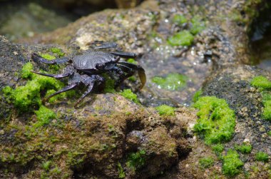 Rock Crab Grapsus, Arinaga sahilinde..