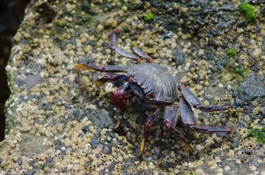 Rock Crab Grapsus, Arinaga sahilinde..