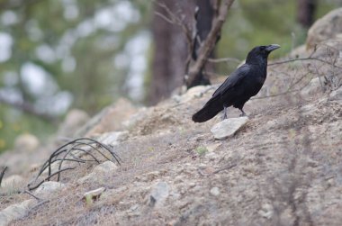 Pajonales 'teki Kanarya Adaları Kuzgunları Corvus Corax Canariensis.