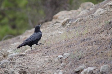 Pajonales 'teki Kanarya Adaları Kuzgunları Corvus Corax Canariensis.
