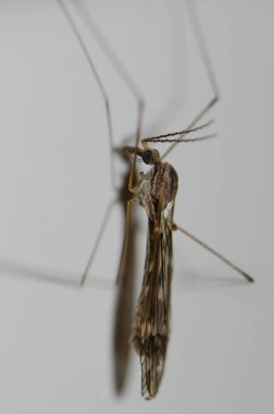 Duvarda turna sineği Tipula Maxima.