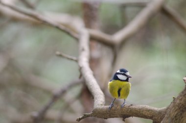 Afrcan blue tit Cyanistes teneriffae hedwigii on a branch.