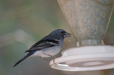 Gran Canaria 'nın mavi papatyası bir kuş yemliğinde yemek yiyor..