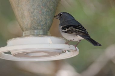 Gran Canaria 'nın mavi papatyası bir kuş yemliğinde yemek yiyor..