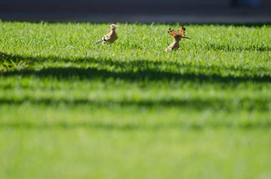 Avrasyalı hoopoes Upupa bir bahçede epops.